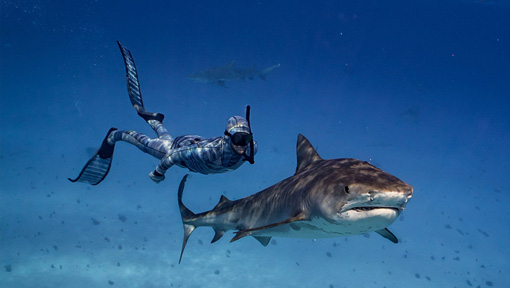 科学家研制“隐身潜水服” 跟鲨鱼同游也不怕被发现