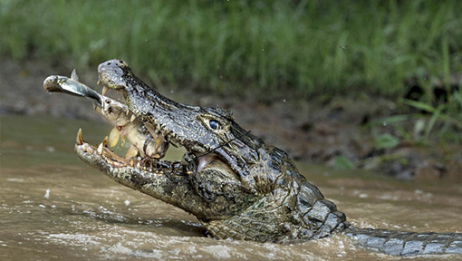 摄影师拍摄巨鳄破水而出吞食猎物 上演一箭双雕